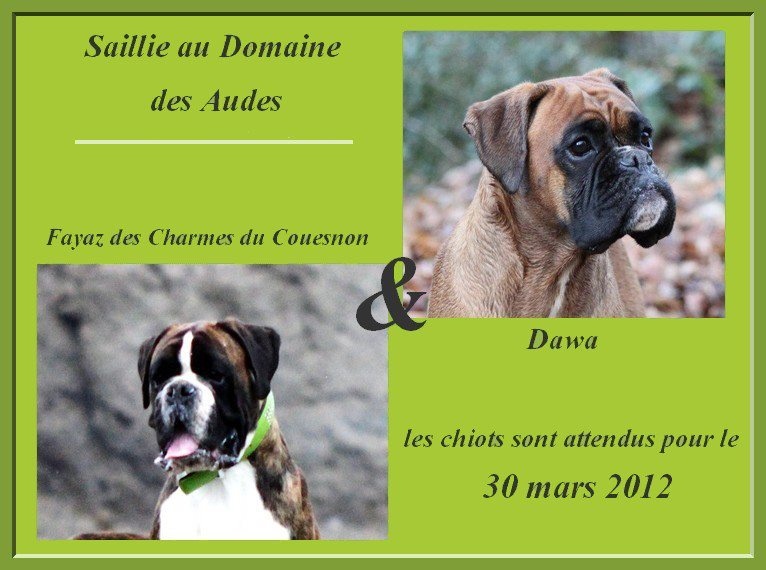 Du Domaine Des Audes - Boxer - Portée née le 28/03/2012