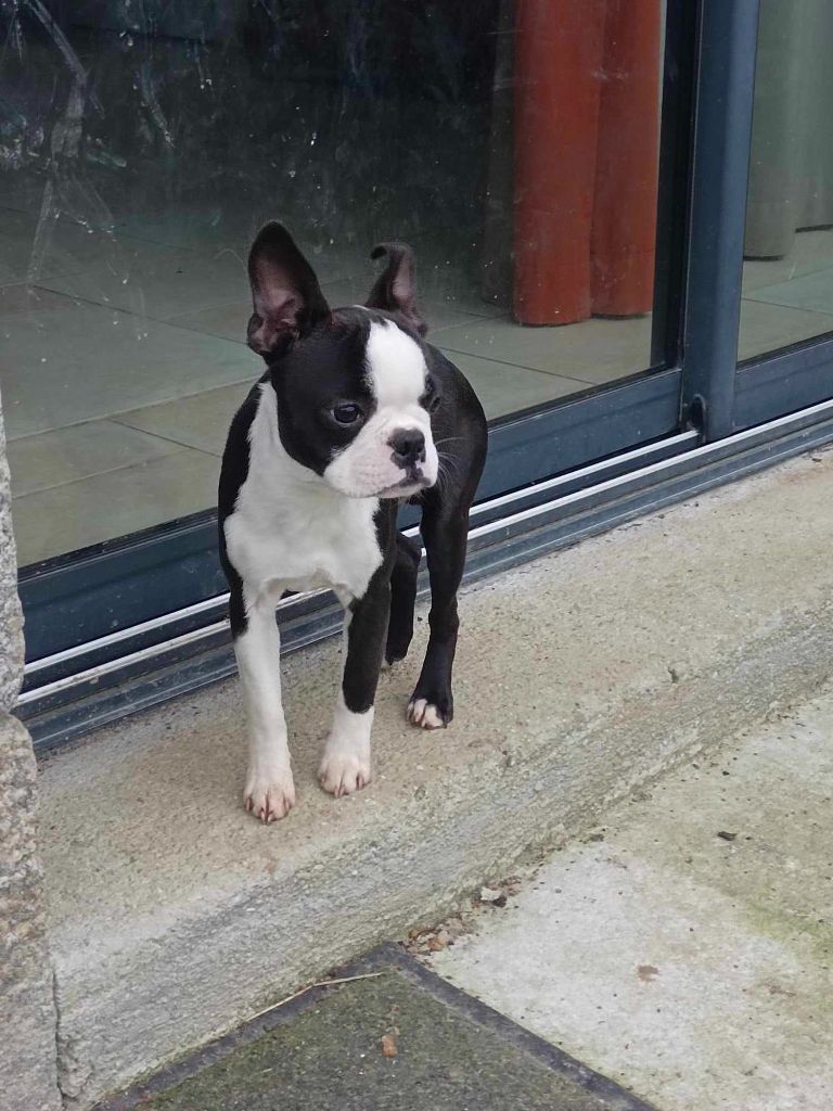 Du Domaine Des Audes - Chiot disponible  - Boston Terrier