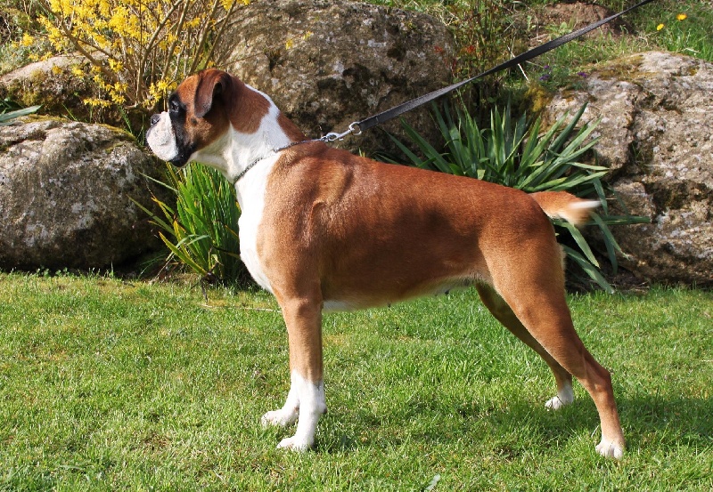 Hanouck Du Domaine Des Audes