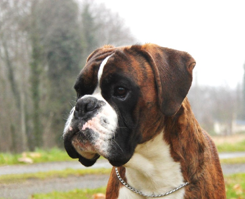 Lancelot Du Domaine Des Audes
