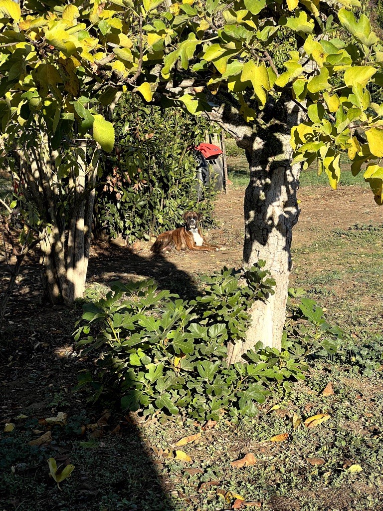 Saevara Du Domaine Des Audes